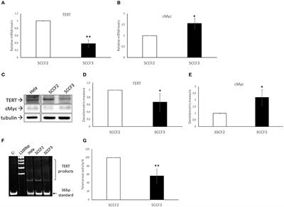 Telomerase Reverse Transcriptase (TERT) Expression, Telomerase Activity, and Expression of Matrix Metalloproteinases (MMP)-1/-2/-9 in Feline Oral Squamous Cell Carcinoma Cell Lines Associated With Felis catus Papillomavirus Type-2 Infection